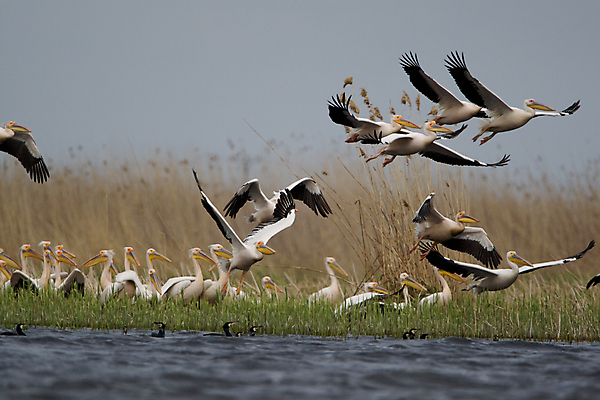 포토 JPG 해외이미지 야생동물 오렌지 자연 조류 하늘 사람없음 야외 파란색 노란색 검은색 회색 젖음 흰색 습지 펠리컨 깃털 부리 물새 루마니아 단아함 해외202004 해외포토 동물 유럽 컬러 과일 생태계 파일형식 이미지허브