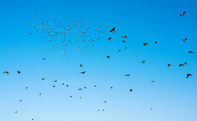포토 JPG 해외이미지 동물 야생동물 백그라운드 이동 패턴 날개 모션 자연 조류 하늘 함께함 종류 사람 사람없음 야외 물 반려동물 검은색 펼침 자유 비행 그룹 입자 군중 깃털 비둘기 역동적 문학 무료 해외202004 해외포토 자연요소 컬러 컨셉 무늬 생태계 파일형식 이미지허브