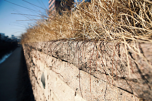 포토 JPG 주간 식물 벽 백그라운드 겨울 서울 풍경 사람없음 야외 담장 풀 청계천 국내포토 자연요소 계절 한국 강 랜드마크 파일형식