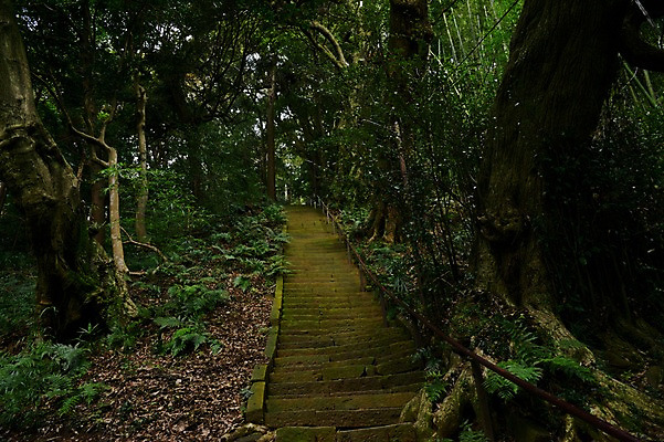 포토 JPG 주간 나무 식물 자연 풍경 사람없음 야외 계단 산책로 숲 등산로 오르막 국내포토 자연요소 길 등산 생태계 파일형식