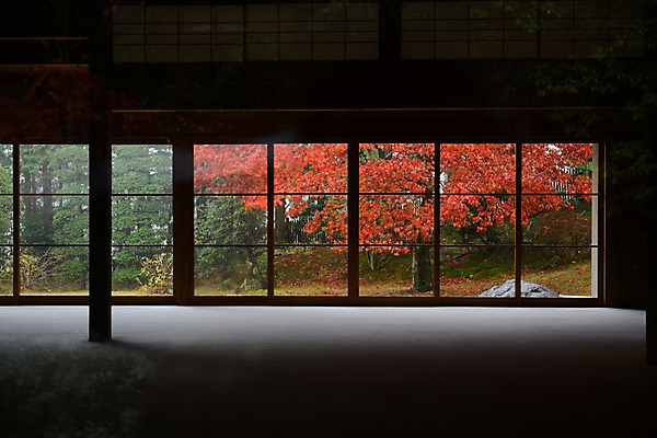 포토 JPG 주간 나무 식물 건축물 계절 단풍 창문 자연 단풍나무 실내 풍경 사람없음 가을풍경 정원 가을 국내포토 자연요소 건축 잎 내부 생태계 파일형식 가을_계절
