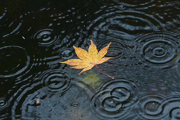 포토 JPG 주간 식물 계절 단풍 잎 자연 날씨 나뭇잎 풍경 사람없음 야외 물 가을풍경 가을 비 빗방울 국내포토 자연요소 비_날씨 생태계 파일형식 가을_계절