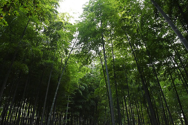 포토 JPG 주간 나무 식물 컬러 자연 풍경 사람없음 야외 초록색 숲 대나무 대나무숲 국내포토 자연요소 생태계 파일형식