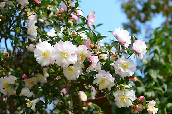 포토 JPG 주간 꽃 컬러 여러송이 잎 자연 꽃나무 풍경 사람없음 야외 아웃포커스 흰색 국내포토 자연요소 나무 식물 다수 촬영기법 생태계 파일형식