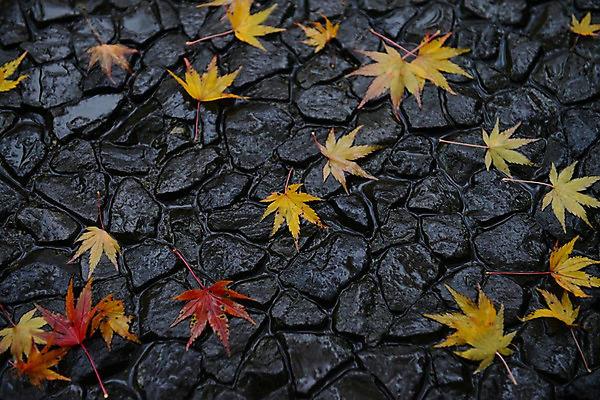 포토 JPG 주간 식물 단풍 낙엽 자연 나뭇잎 바닥 풍경 사람없음 야외 가을풍경 젖음 촉촉함 가을 돌_바위 국내포토 자연요소 계절 잎 생태계 파일형식 가을_계절