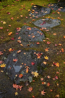 포토 JPG 주간 식물 단풍 낙엽 자연 나뭇잎 이끼 풍경 사람없음 야외 가을풍경 가을 국내포토 자연요소 계절 잎 생태계 파일형식 가을_계절