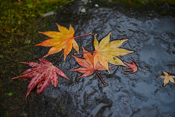 포토 JPG 주간 식물 단풍 자연 나뭇잎 풍경 근접촬영 사람없음 야외 물 가을풍경 가을 돌_바위 국내포토 자연요소 계절 뷰포인트 잎 생태계 파일형식 가을_계절