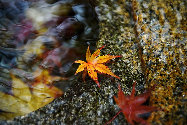 포토 JPG 주간 식물 단풍 자연 나뭇잎 풍경 근접촬영 사람없음 야외 물 가을풍경 계곡 가을 돌_바위 국내포토 자연요소 계절 뷰포인트 잎 생태계 파일형식 가을_계절