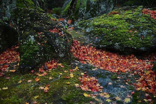 포토 JPG 주간 식물 계절 단풍 낙엽 자연 나뭇잎 이끼 풍경 사람없음 야외 가을풍경 가을 국내포토 자연요소 잎 생태계 파일형식 가을_계절