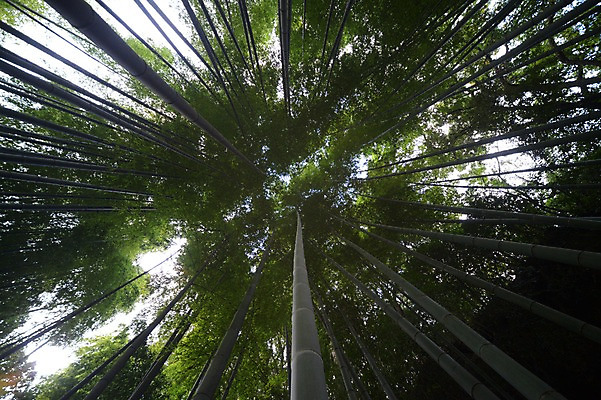 포토 JPG 주간 나무 식물 로우앵글 컬러 자연 풍경 사람없음 야외 초록색 숲 대나무 대나무숲 국내포토 자연요소 뷰포인트 생태계 파일형식