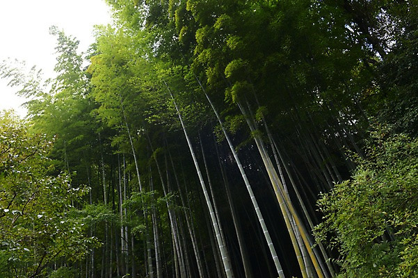 포토 JPG 주간 나무 식물 컬러 자연 풍경 사람없음 야외 초록색 숲 대나무 대나무숲 국내포토 자연요소 생태계 파일형식