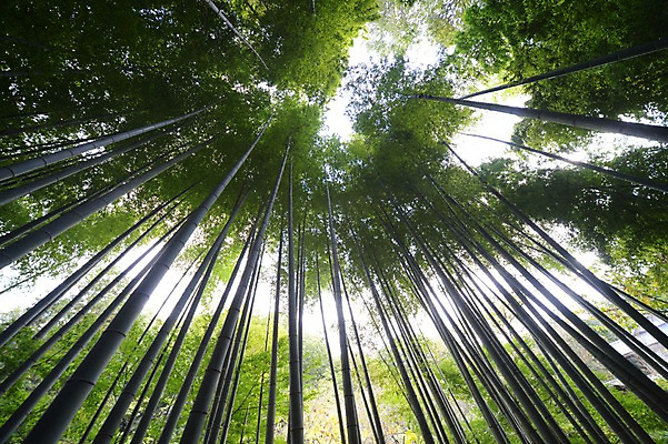 포토 JPG 주간 나무 식물 로우앵글 컬러 자연 풍경 사람없음 야외 초록색 숲 대나무 대나무숲 국내포토 자연요소 뷰포인트 생태계 파일형식