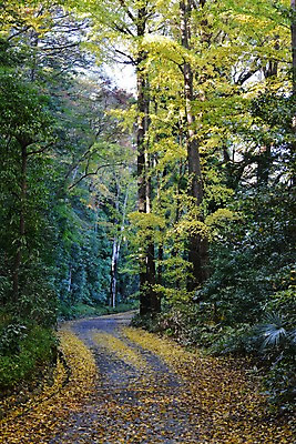 포토 JPG 주간 나무 식물 계절 길 낙엽 자연 풍경 사람없음 야외 가을풍경 원근감 가을 숲 오솔길 숲길 국내포토 자연요소 뷰포인트 잎 생태계 파일형식 가을_계절