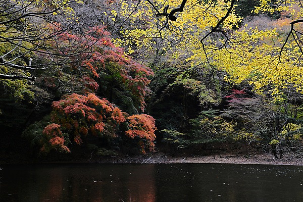 포토 JPG 주간 나무 식물 계절 호수 단풍 자연 풍경 사람없음 야외 가을풍경 가을 숲 국내포토 자연요소 잎 생태계 파일형식 가을_계절