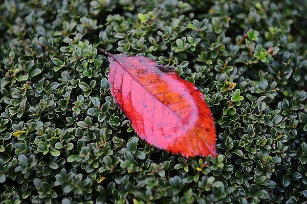 포토 JPG 주간 식물 계절 백그라운드 낙엽 잎 자연 나뭇잎 근접촬영 사람없음 야외 가을풍경 젖음 가을 국내포토 자연요소 뷰포인트 풍경 생태계 파일형식 가을_계절