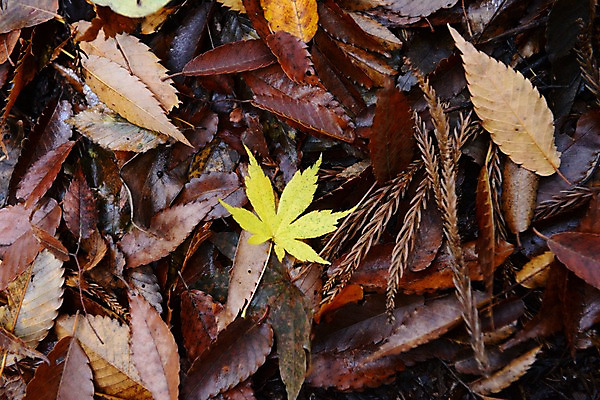 포토 JPG 주간 식물 계절 백그라운드 단풍 낙엽 잎 자연 나뭇잎 사람없음 야외 가을풍경 젖음 가을 국내포토 자연요소 풍경 생태계 파일형식 가을_계절