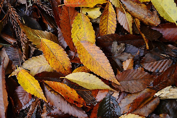 포토 JPG 주간 식물 계절 백그라운드 낙엽 잎 자연 나뭇잎 사람없음 야외 가을풍경 젖음 가을 국내포토 자연요소 풍경 생태계 파일형식 가을_계절