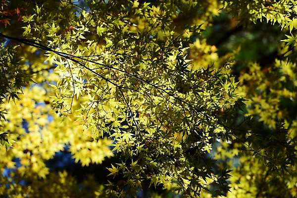 포토 JPG 주간 나무 식물 계절 단풍 자연 단풍나무 나뭇잎 풍경 사람없음 야외 아웃포커스 햇빛 가을풍경 가을 나뭇가지 국내포토 자연요소 잎 촬영기법 태양 생태계 파일형식 가을_계절