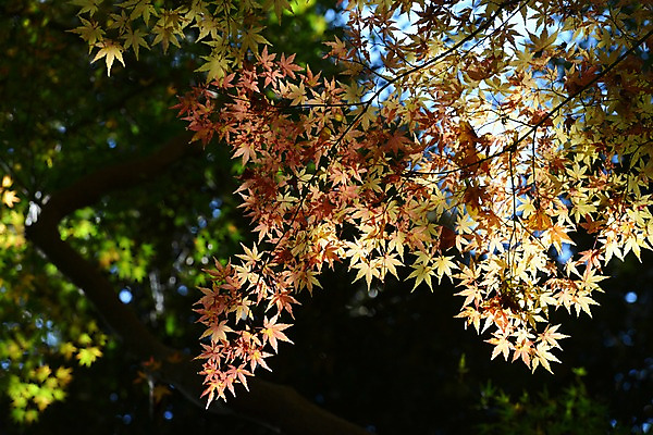 포토 JPG 주간 식물 계절 단풍 자연 단풍나무 나뭇잎 풍경 사람없음 야외 아웃포커스 가을풍경 가을 나뭇가지 국내포토 자연요소 나무 잎 촬영기법 생태계 파일형식 가을_계절