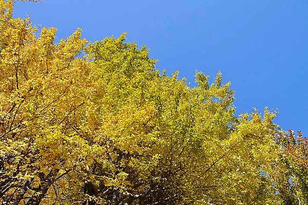 포토 JPG 주간 나무 식물 계절 자연 하늘 풍경 사람없음 야외 가을풍경 가을 국내포토 자연요소 생태계 파일형식 가을_계절