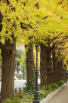 포토 JPG 주간 나무 식물 계절 가로등 자연 거리 거리풍경 풍경 사람없음 야외 가을풍경 가을 가로수 은행잎 은행나무 국내포토 자연요소 공공시설 잎 생태계 파일형식 가을_계절