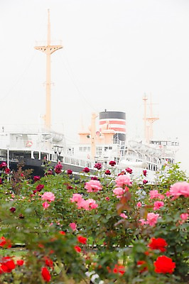 포토 JPG 주간 식물 꽃 교통수단 수상교통 풍경 사람없음 야외 장미 항구 선박 국내포토 자연요소 교통 교통시설 파일형식