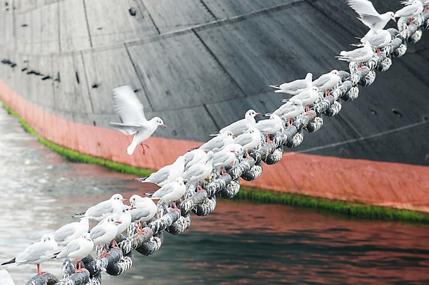 포토 JPG 주간 동물 바다 여러마리 갈매기 조류 앉기 사람없음 야외 항구 비행 닻 선박 국내포토 자연요소 다수 수상교통 교통시설 모션 파일형식