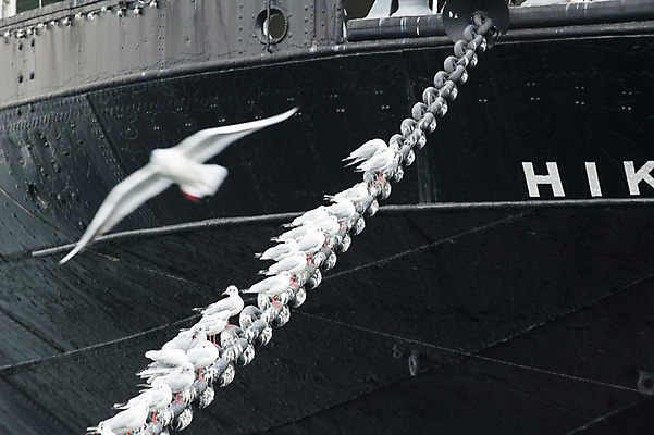 포토 JPG 주간 동물 여러마리 갈매기 조류 앉기 사람없음 야외 항구 비행 닻 선박 국내포토 자연요소 다수 수상교통 교통시설 모션 파일형식