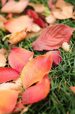 포토 JPG 주간 식물 계절 단풍 낙엽 자연 나뭇잎 근접촬영 잔디 사람없음 야외 아웃포커스 가을풍경 가을 풀 국내포토 자연요소 뷰포인트 잎 촬영기법 풍경 생태계 파일형식 가을_계절