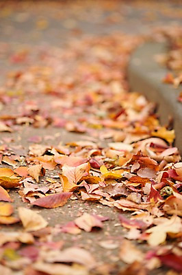 포토 JPG 주간 식물 계절 낙엽 자연 나뭇잎 거리 풍경 사람없음 야외 아웃포커스 가을풍경 가을 국내포토 자연요소 잎 촬영기법 생태계 파일형식 가을_계절