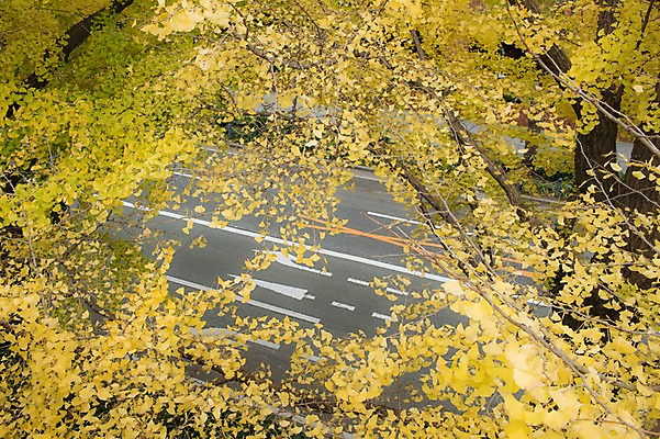 포토 JPG 주간 나무 식물 도로 자연 나뭇잎 풍경 사람없음 야외 가을풍경 차도 가을 은행잎 은행나무 국내포토 자연요소 계절 길 잎 교통시설 생태계 파일형식 가을_계절