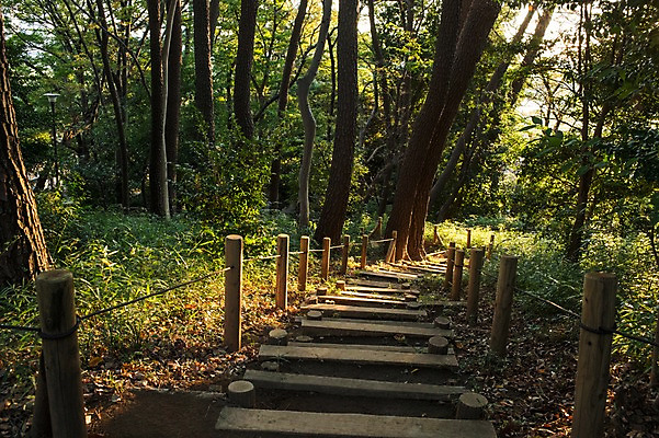 포토 JPG 주간 나무 식물 자연 풍경 사람없음 야외 울타리 계단 산책로 숲속 숲 내리막 국내포토 자연요소 길 담장 생태계 파일형식