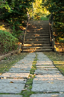 포토 JPG 주간 나무 식물 길 자연 풍경 사람없음 야외 아웃포커스 계단 산책로 원근감 숲 오솔길 돌다리 국내포토 자연요소 뷰포인트 촬영기법 다리_건축물 생태계 파일형식