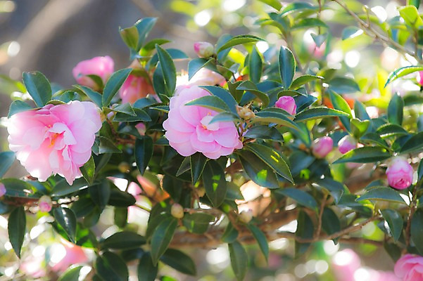 포토 JPG 주간 식물 꽃 분홍색 컬러 여러송이 잎 자연 꽃나무 근접촬영 사람없음 야외 아웃포커스 국내포토 자연요소 나무 뷰포인트 다수 촬영기법 생태계 파일형식
