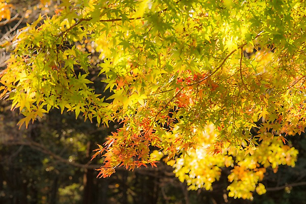 포토 JPG 주간 식물 단풍 잎 자연 단풍나무 나뭇잎 풍경 사람없음 야외 아웃포커스 가을풍경 가을 나뭇가지 국내포토 자연요소 나무 계절 촬영기법 생태계 파일형식 가을_계절