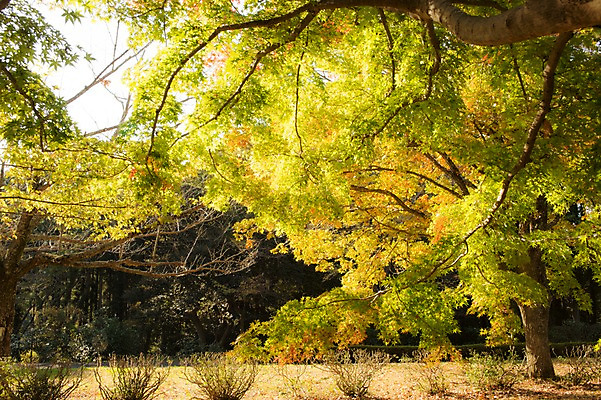 포토 JPG 주간 나무 식물 자연 풍경 사람없음 야외 숲 국내포토 자연요소 생태계 파일형식
