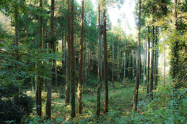 포토 JPG 주간 나무 식물 자연 풍경 사람없음 야외 숲속 숲 국내포토 자연요소 생태계 파일형식
