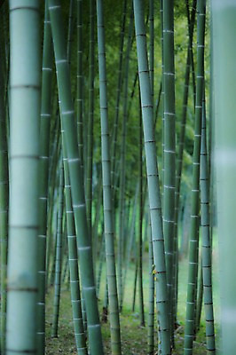 포토 JPG 주간 나무 식물 자연 풍경 사람없음 야외 아웃포커스 숲속 숲 대나무 대나무숲 국내포토 자연요소 촬영기법 생태계 파일형식