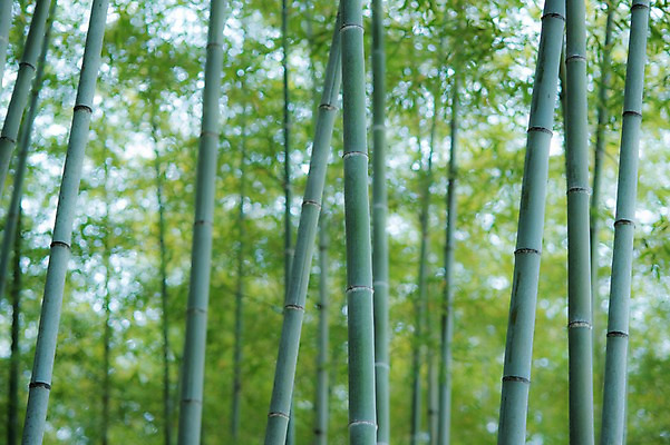 포토 JPG 주간 나무 식물 자연 풍경 사람없음 야외 아웃포커스 숲속 숲 대나무 대나무숲 국내포토 자연요소 촬영기법 생태계 파일형식