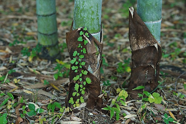 포토 JPG 주간 나무 식물 자연 풍경 사람없음 야외 아웃포커스 풀 숲속 숲 대나무 뿌리 대나무숲 국내포토 자연요소 촬영기법 생태계 파일형식