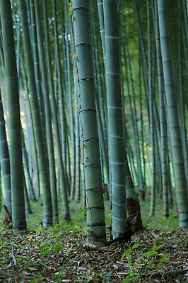 포토 JPG 주간 나무 식물 자연 풍경 사람없음 야외 아웃포커스 숲속 숲 대나무 대나무숲 국내포토 자연요소 촬영기법 생태계 파일형식