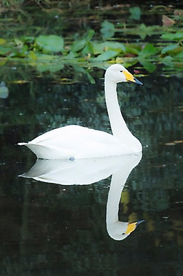 포토 JPG 주간 식물 동물 한마리 호수 자연 조류 오리 물그림자 사람없음 야외 물 반사 거위 국내포토 자연요소 1 그림자 생태계 파일형식