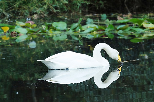 포토 JPG 주간 식물 동물 한마리 호수 자연 조류 오리 물그림자 사람없음 야외 물 반사 거위 국내포토 자연요소 1 그림자 생태계 파일형식
