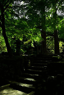 포토 JPG 주간 나무 식물 자연 그림자 풍경 사람없음 야외 계단 숲속 숲 국내포토 자연요소 생태계 파일형식