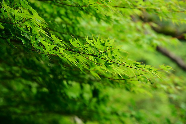 포토 JPG 주간 나무 식물 컬러 단풍 자연 단풍나무 나뭇잎 풍경 사람없음 야외 아웃포커스 초록색 국내포토 자연요소 잎 촬영기법 생태계 파일형식