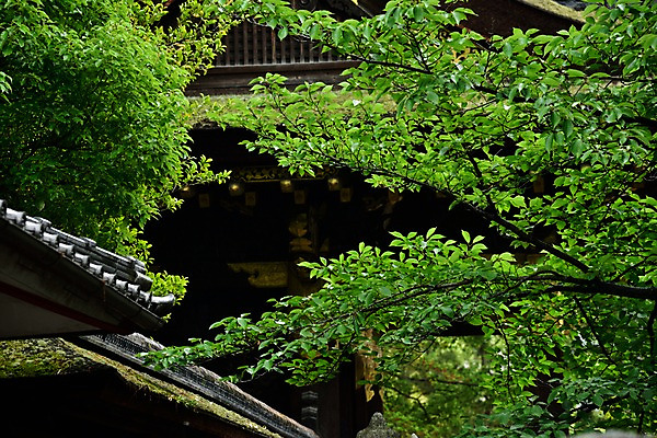 포토 JPG 주간 나무 식물 컬러 자연 나뭇잎 풍경 사람없음 야외 건물 초록색 나뭇가지 국내포토 자연요소 건축물 잎 생태계 파일형식