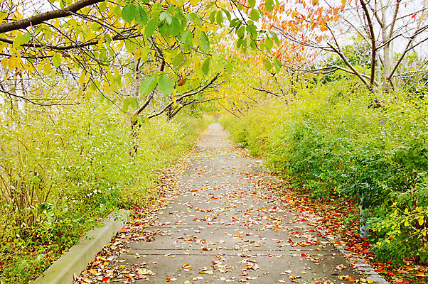 포토 JPG 주간 나무 식물 계절 길 낙엽 자연 나뭇잎 풍경 사람없음 야외 가을풍경 산책로 가을 오솔길 국내포토 자연요소 잎 생태계 파일형식 가을_계절