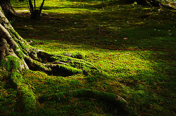 포토 JPG 주간 나무 식물 컬러 자연 이끼 풍경 사람없음 야외 초록색 햇빛 숲 뿌리 국내포토 자연요소 태양 생태계 파일형식