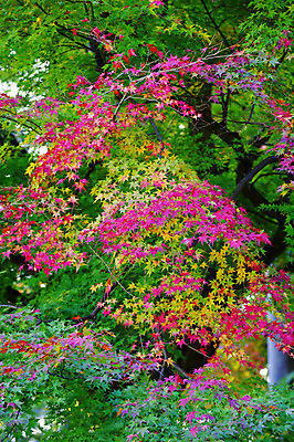 포토 JPG 주간 나무 식물 계절 단풍 잎 자연 단풍나무 나뭇잎 풍경 사람없음 야외 가을풍경 가을 국내포토 자연요소 생태계 파일형식 가을_계절
