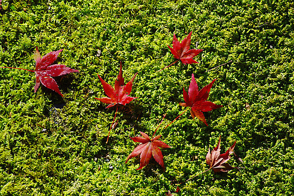 포토 JPG 주간 식물 계절 백그라운드 단풍 잎 자연 나뭇잎 이끼 사람없음 야외 가을풍경 가을 국내포토 자연요소 풍경 생태계 파일형식 가을_계절
